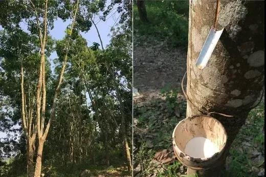 車市預(yù)計(jì)回暖 天膠年初或保持窄幅增長(zhǎng)態(tài)勢(shì)